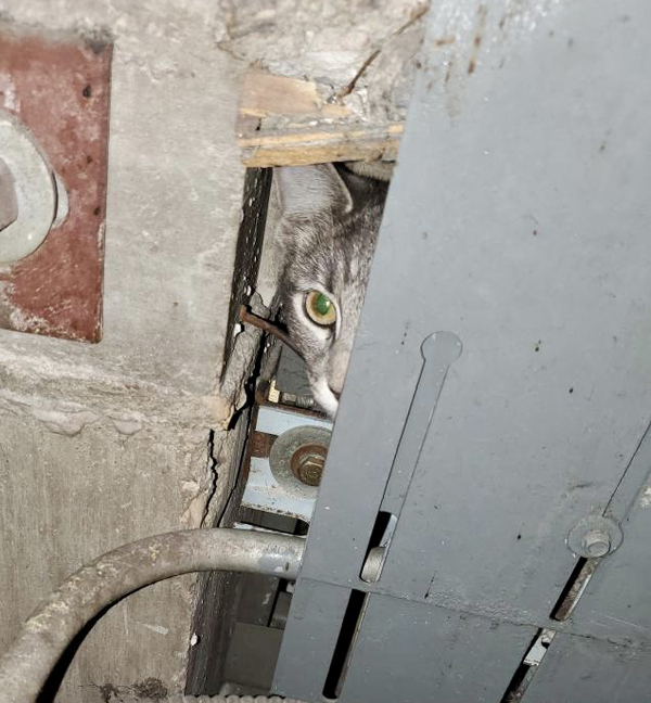 cat-in-elevator-hoistway